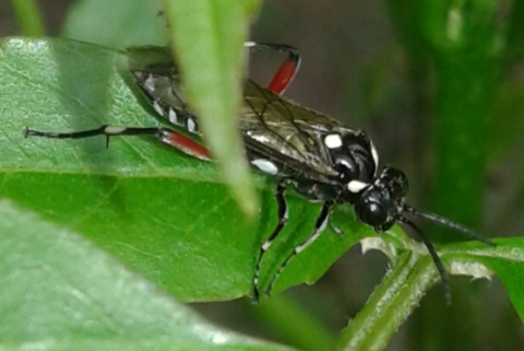 Tenthredinidae : Macrophya punctumalbum? s!